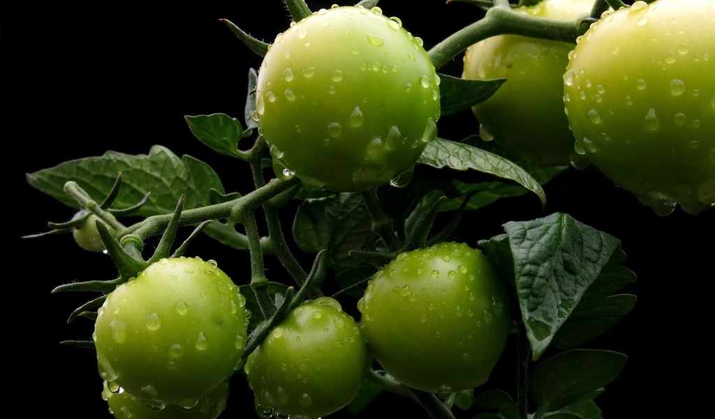 Зеленые помидоры на ветке в каплях воды