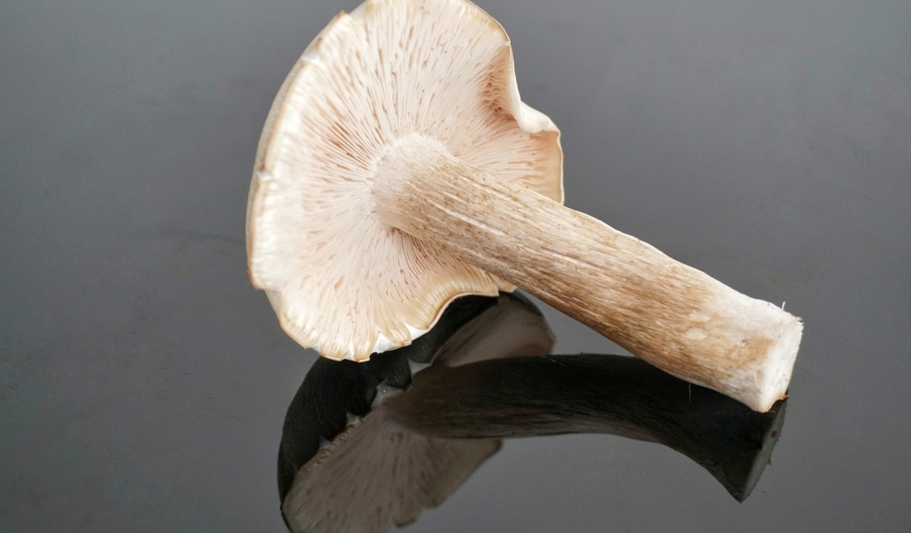 Большой лесной гриб на сером столе