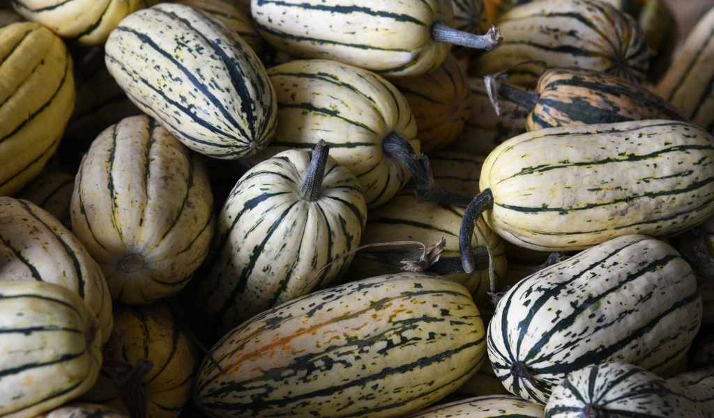 Полосатая маленькая тыква крупным планом