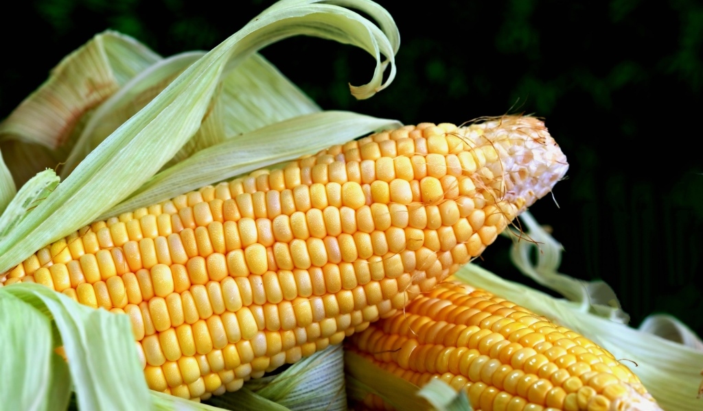 Два початка кукурузы с листьями на черном фоне