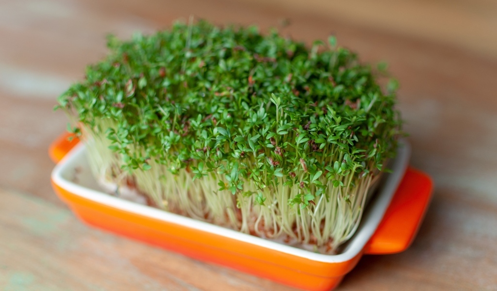 Кресс салат в посуде на столе