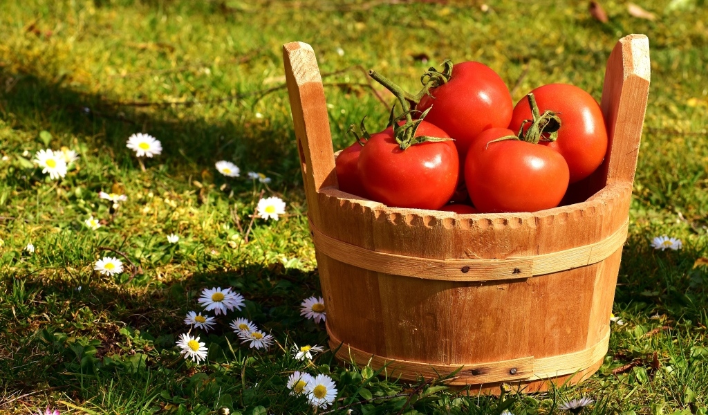 Деревянное ведро с красными помидорами на траве