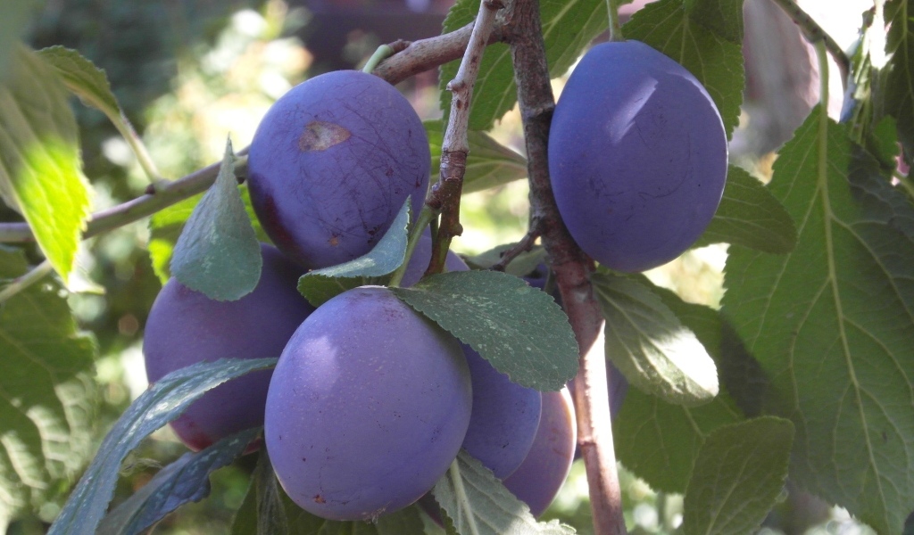 Большие синие сливы на ветках дерева