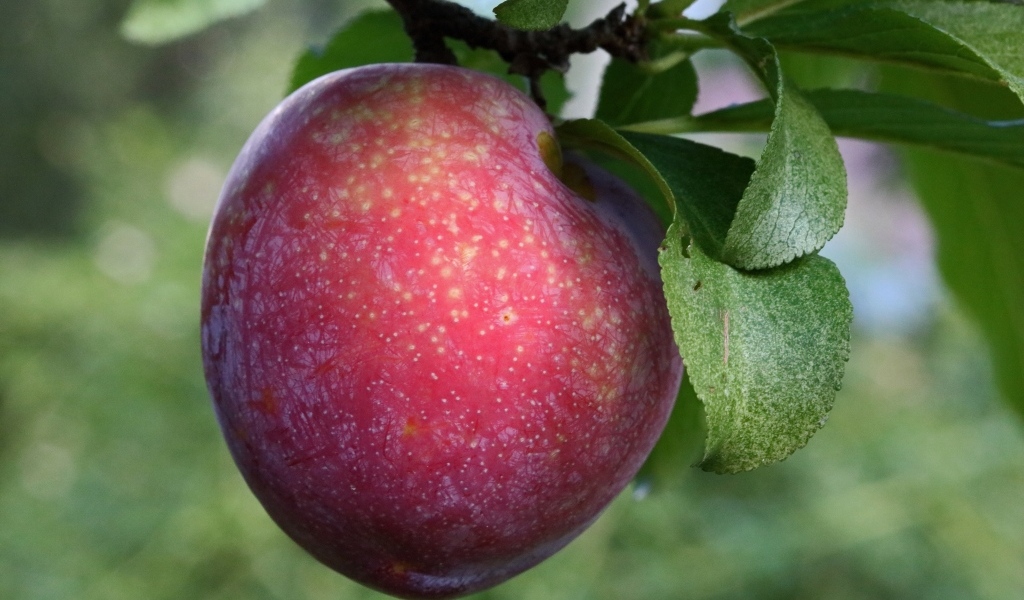 Розовая крупная слива на ветке