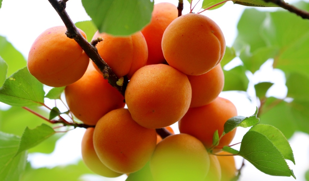 Спелые оранжевые абрикосы на ветке