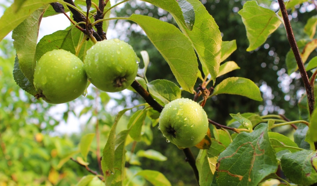 Мокрые зеленые яблоки на ветках