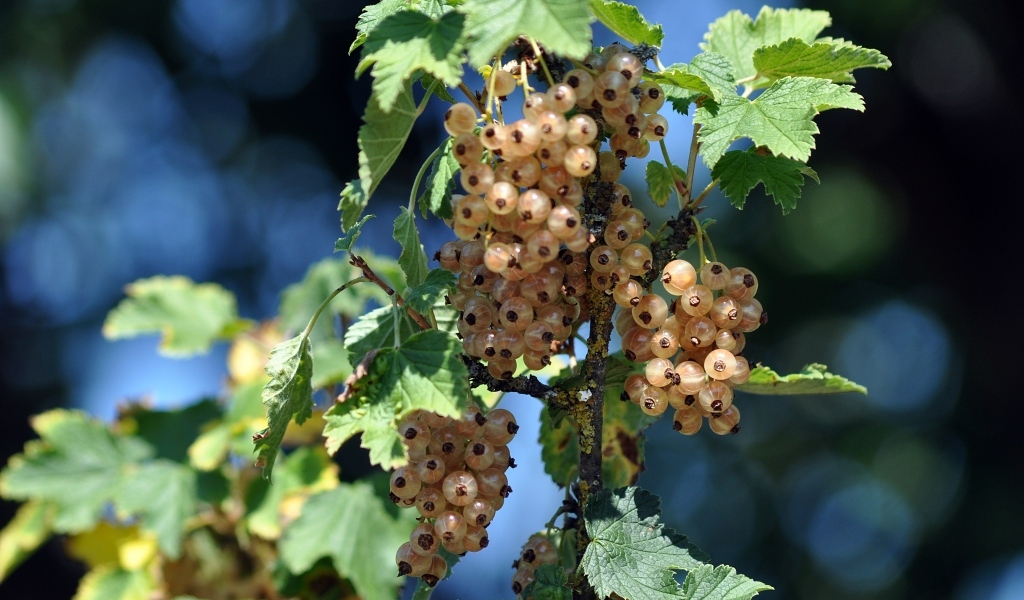 Ягоды белой смородины на ветке
