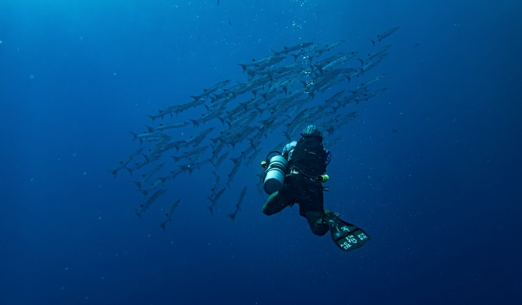 Дайвер плавает под водой с рыбами