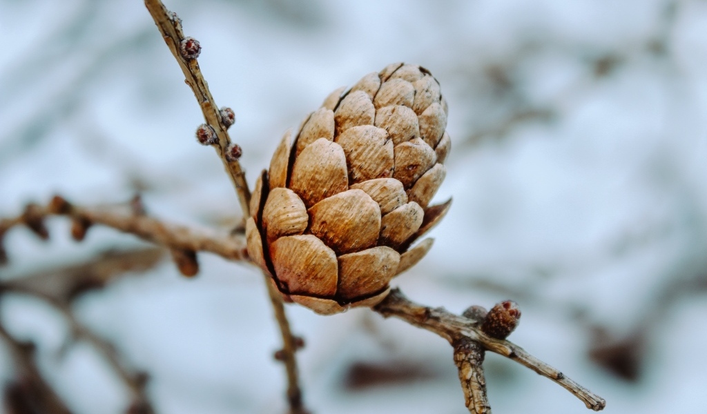Большая коричневая шишка на ветке дерева