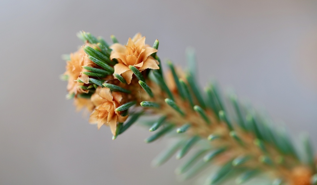 Зеленая еловая ветка с цветами