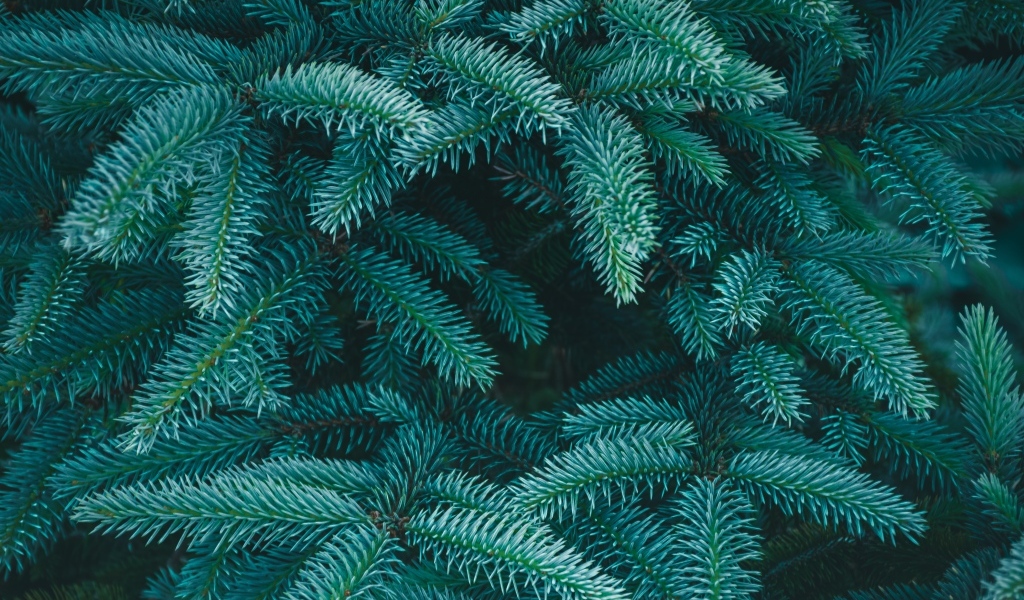 Зеленые колючие ветки ели крупным планом