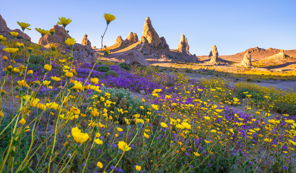Много цветов на поляне в горах