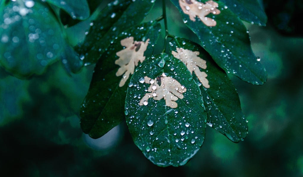 Капли дождя на зеленой ветке дерева