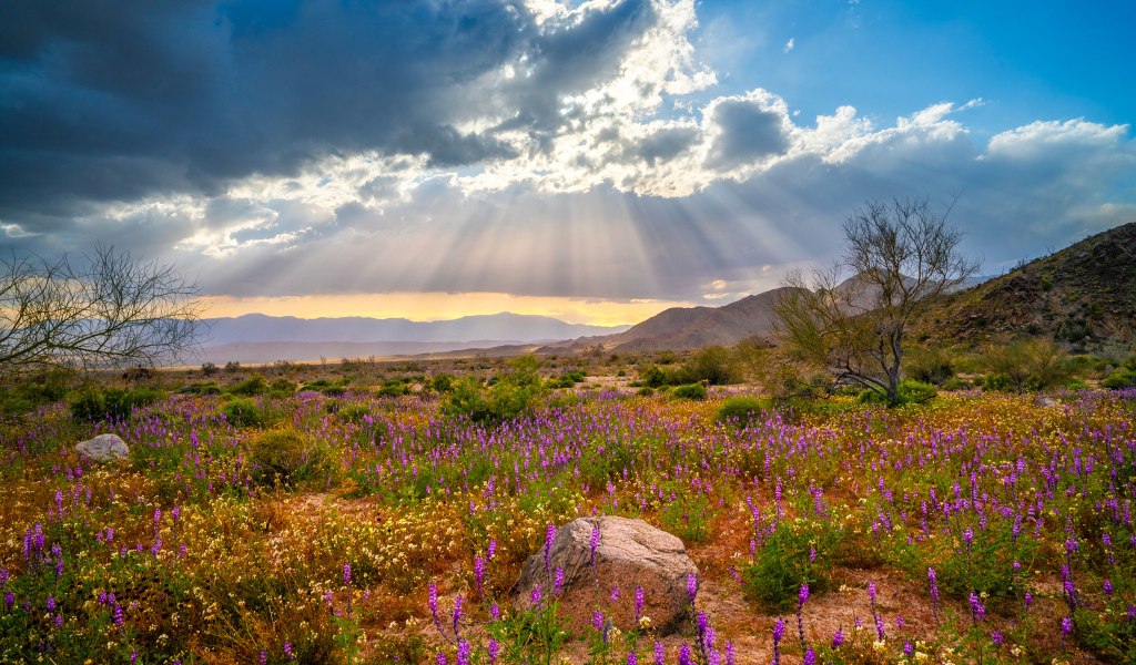 Лучи солнца в облаках над поляной с цветами