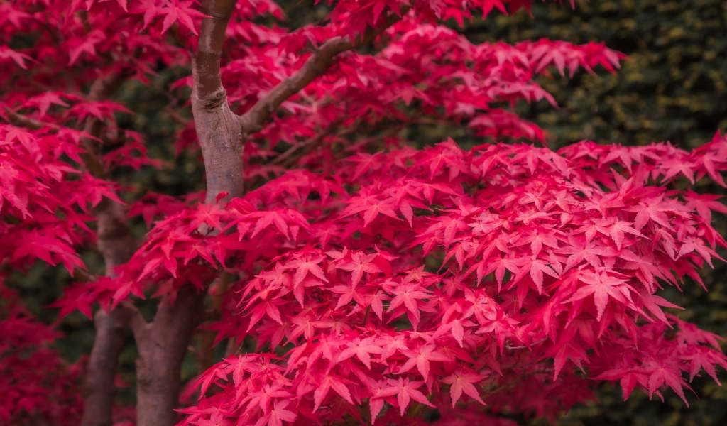 Красные листья клена на дереве осенью