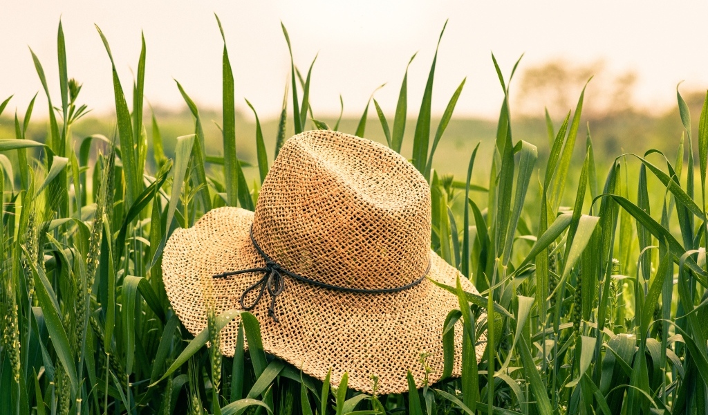 Соломенная шляпа на поле с зелеными колосьями пшеницы