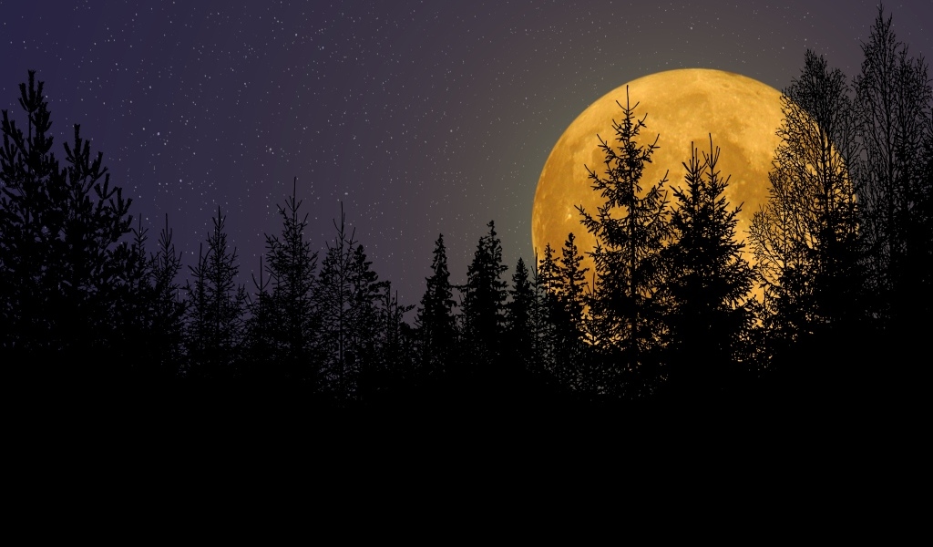 Большая желтая луна прячется за елями