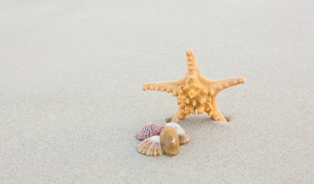Морская звезда с ракушками на сером песке