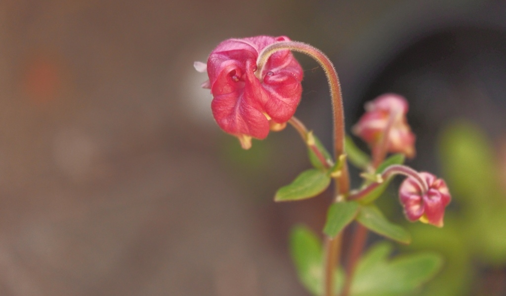 Распускающийся розовый цветок