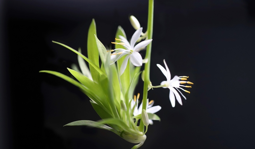 Отросток белого комнатного цветка хлорофитум