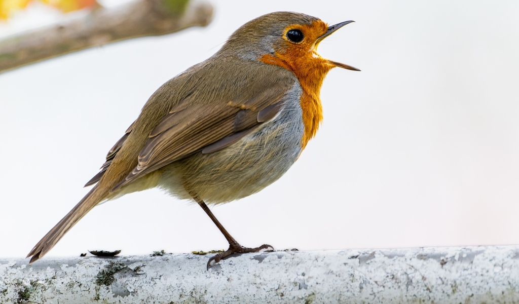 Маленькая европейская малиновка сидит на ветке