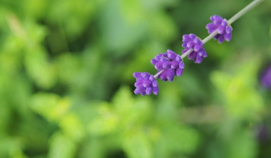 Веточка с фиолетовыми цветами лаванды