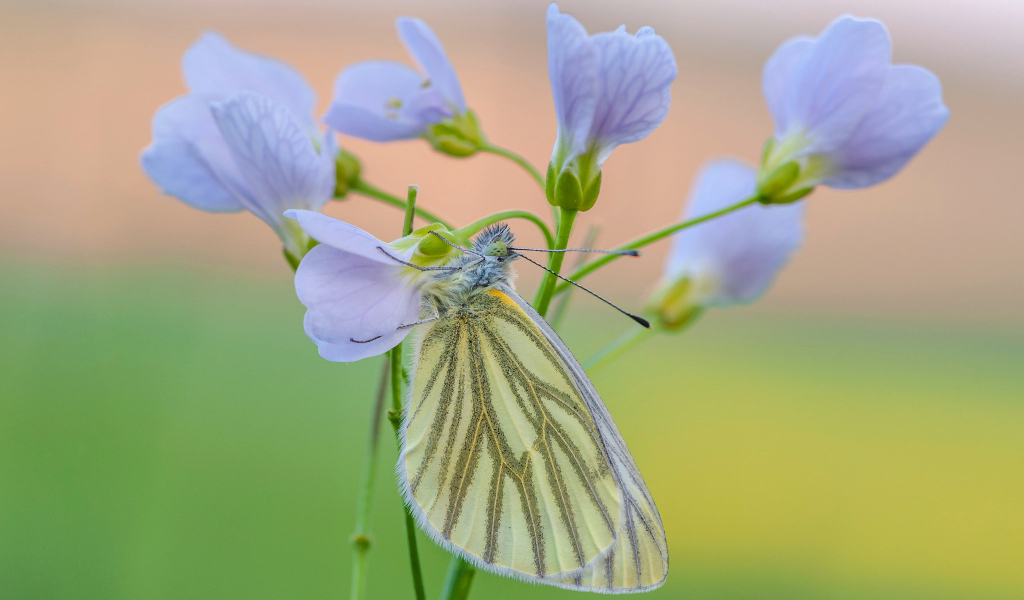 Желтая бабочка висит на голубом цветке