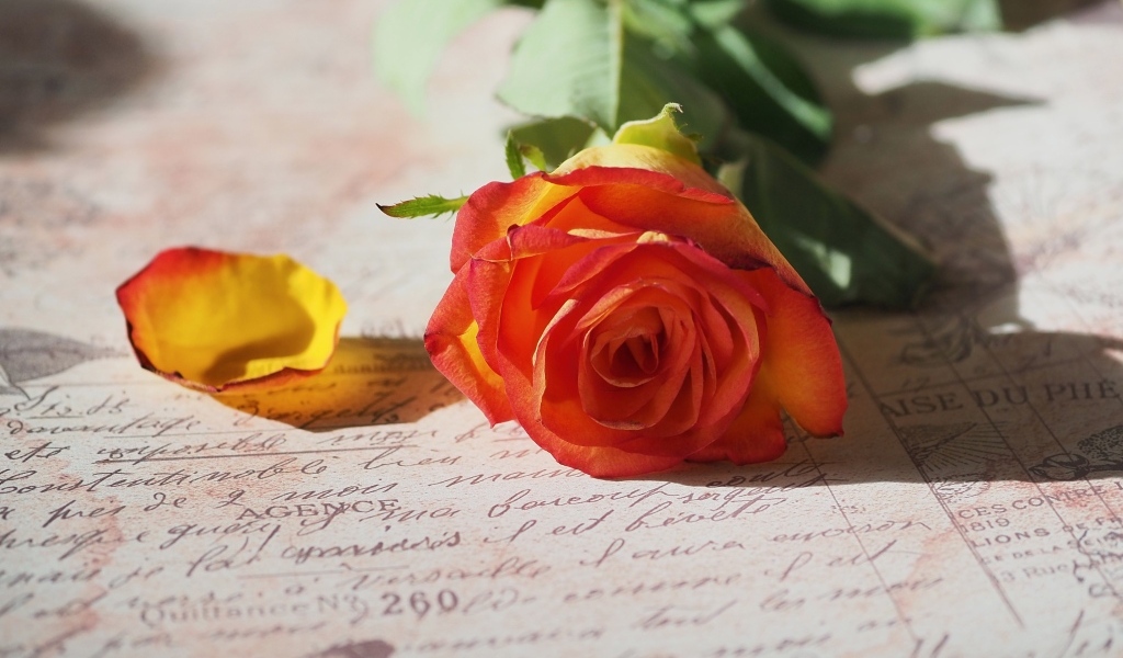 Оранжевая роза лежит на тетради