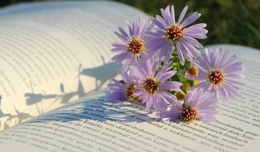 Осенние цветы сентябринка лежат на книге