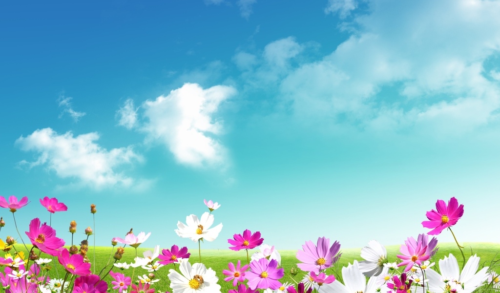 Красивый фон с небом и цветами космеи