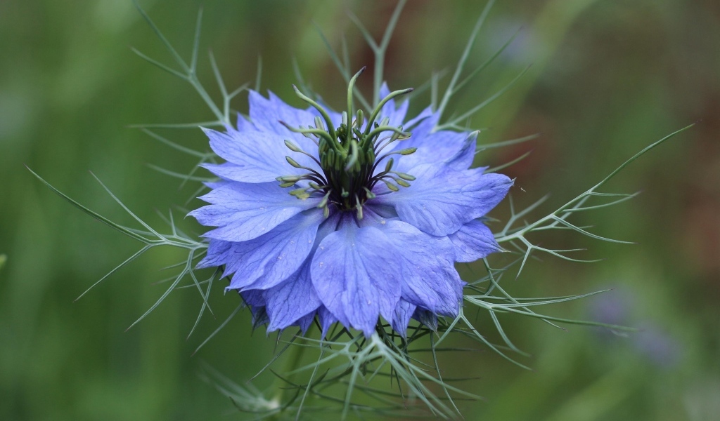 Красивый голубой цветок василек крупным планом