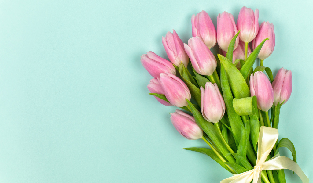 Красивый букет розовых тюльпанов на голубом фоне с лентой