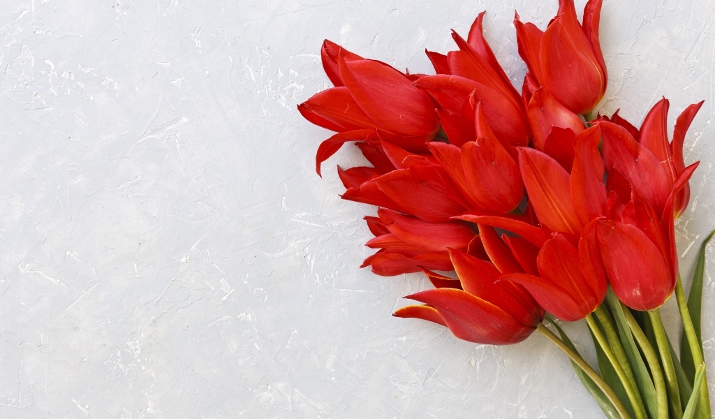 Красивый букет красных тюльпанов на сером фоне