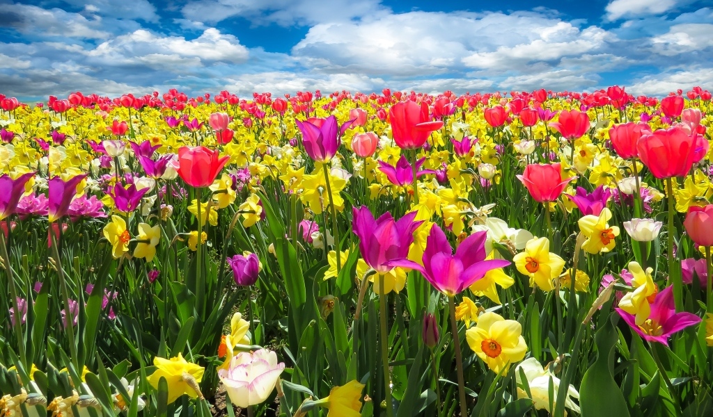 Красивое яркое поле с тюльпанами и нарциссами под голубым небом с белыми облаками