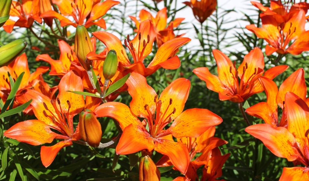 Красивые яркие оранжевые лилии крупным планом