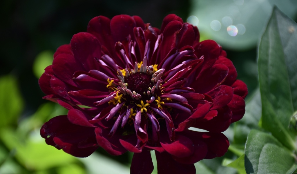 Красивый бордовый цветок циннии