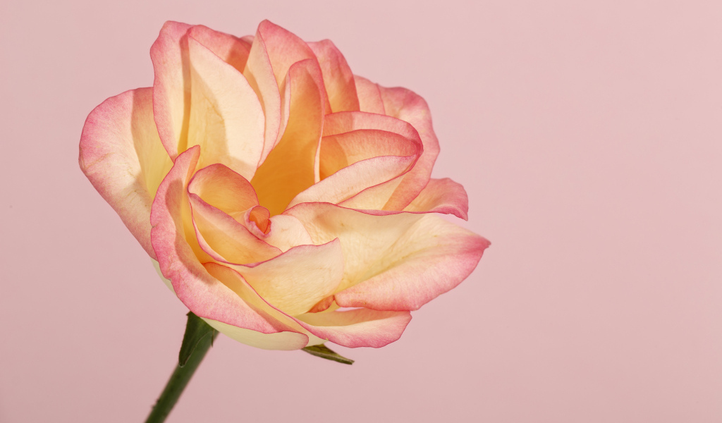 Красивая нежная роза на розовом фоне