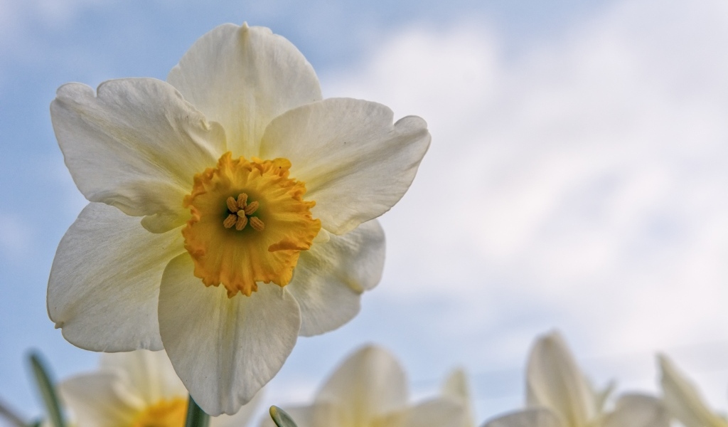 Красивый нежный белый цветок нарцисса 