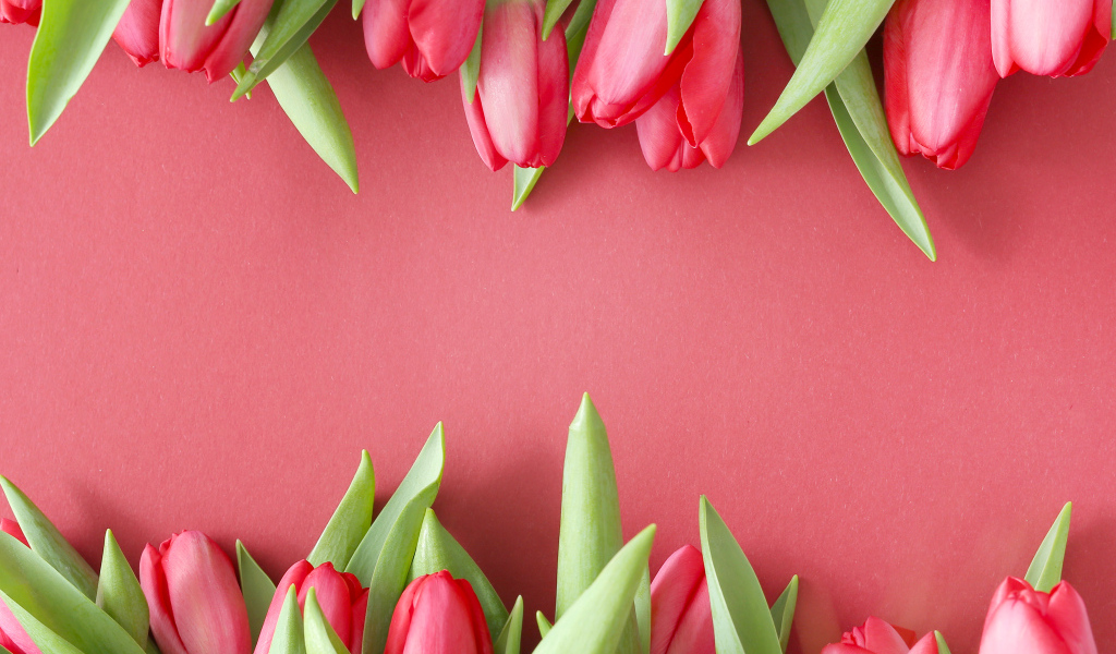 Красивые свежие тюльпаны на розовом фоне