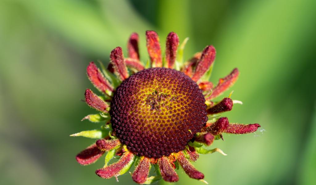 Красивый садовый цветок с маленькими лепестками