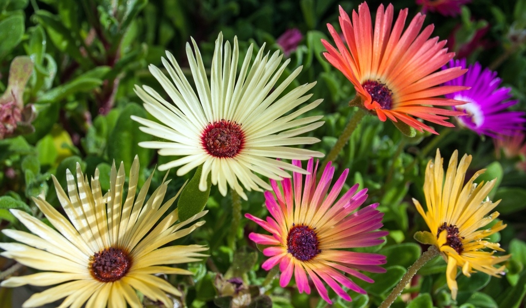 Красивые разноцветные цветы остеоспермум