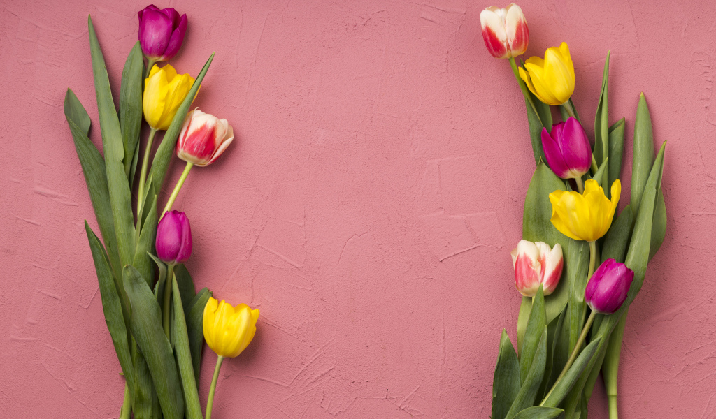 Красивые разноцветные тюльпаны на розовом фоне