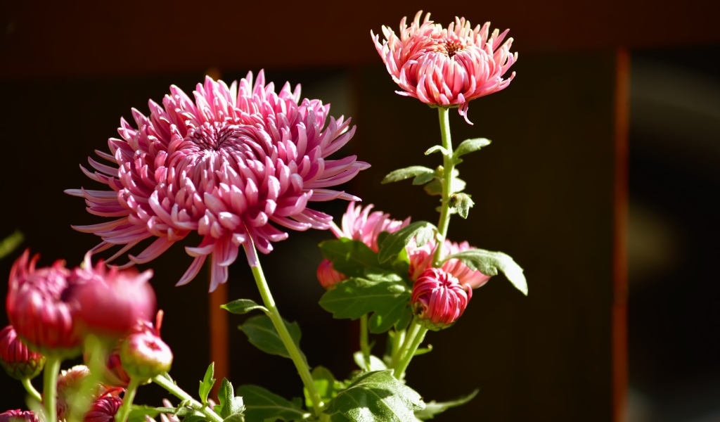 Красивые розовые цветы хризантемы с бутонами в лучах солнца