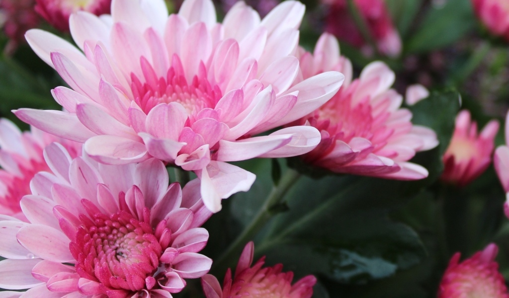 Красивые розовые хризантемы крупным планом осенью