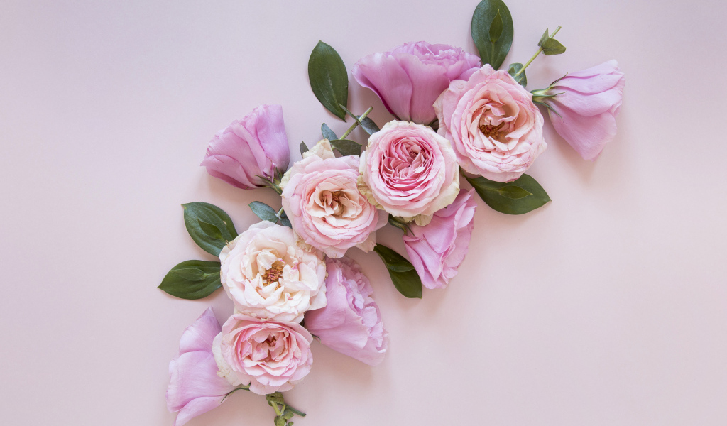 Красивые розовые цветы на сером фоне