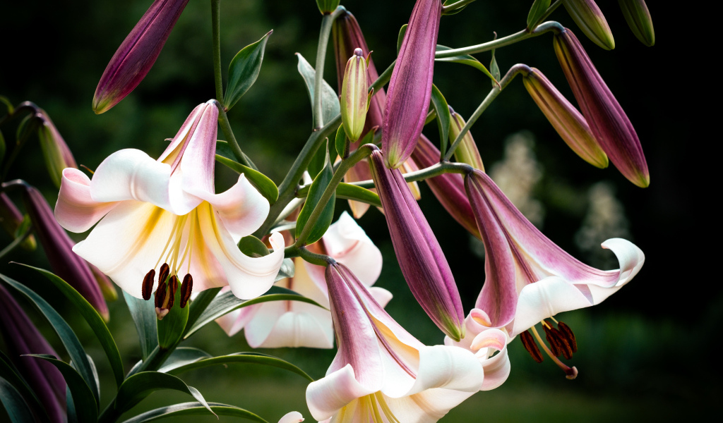 Красивые розовые цветы лилии крупным планом