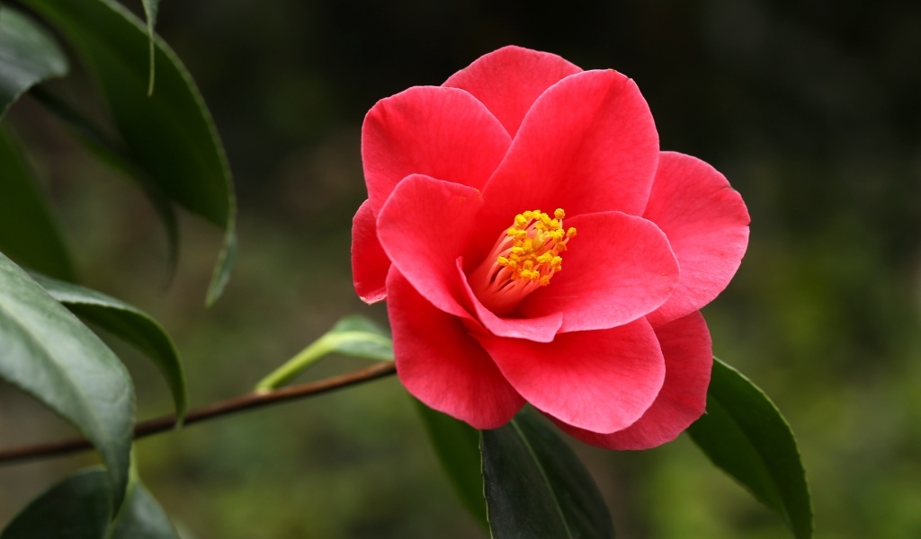 Красивый розовый цветок магнолия с большими зелеными листьями