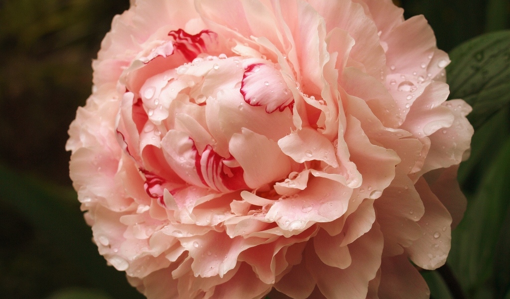 Красивый розовый пион в каплях росы