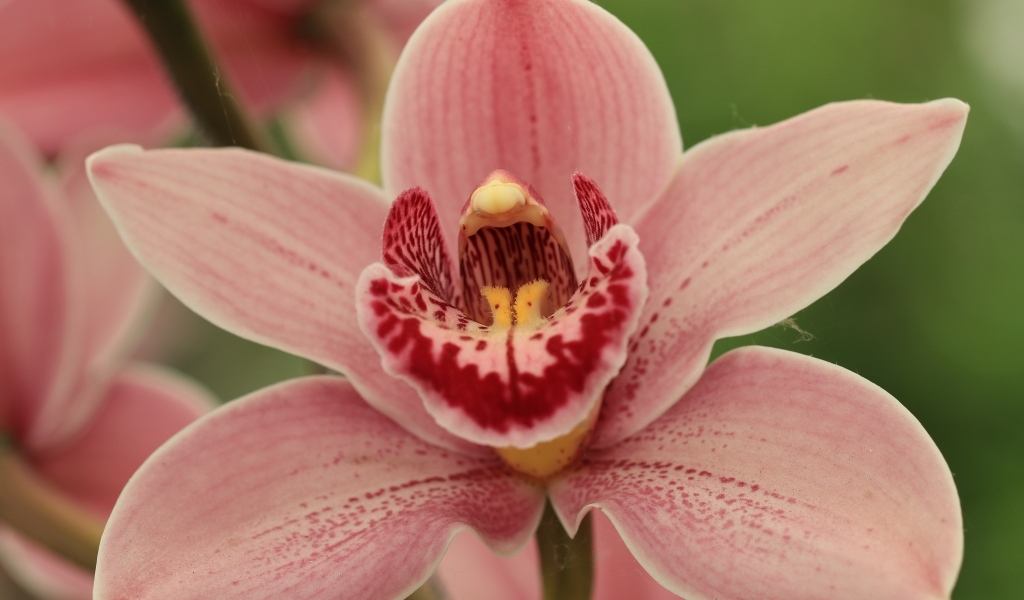 Красивая розовая орхидея фаленопсис крупным планом