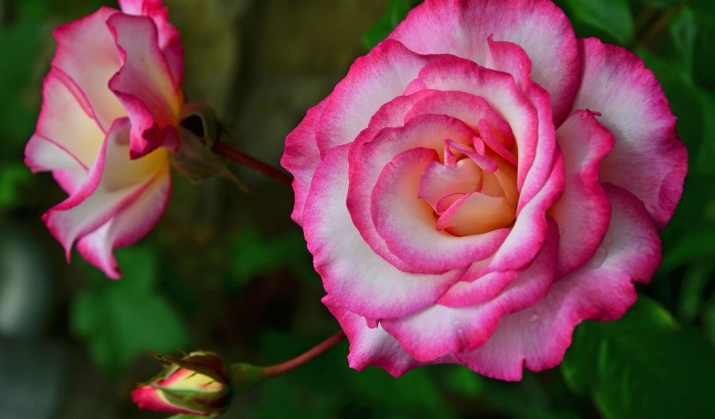 Красивая розовая роза с бутонами крупным планом